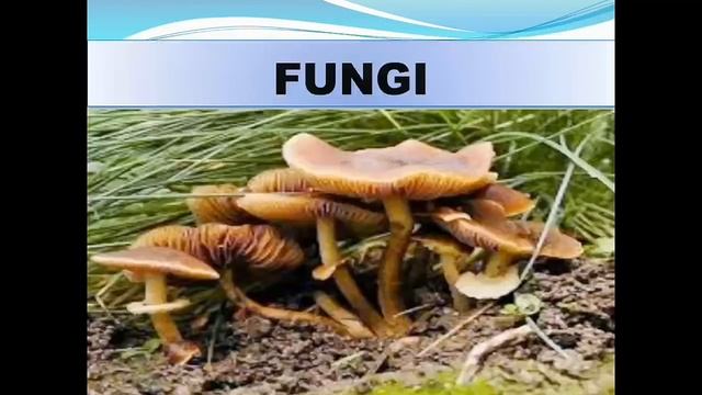 Useful And Harmful Microbes Part 2