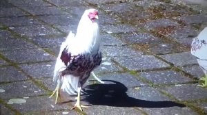 Песенка про петухов/Булат Окуджава,1962/