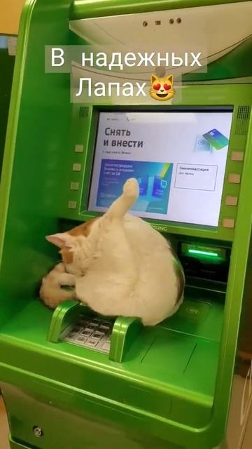 кот в Сбербанка 😻🐈 смотреть онлайн