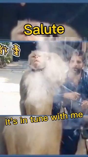 Monkey Animals SOO Cute! AWW Cute baby animals Videos Compilation CUTEST moment of the animals #788 смотреть онлайн