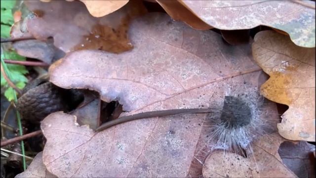 Gemeiner Helmlings-Schimmel - Spinellus Fusiger
