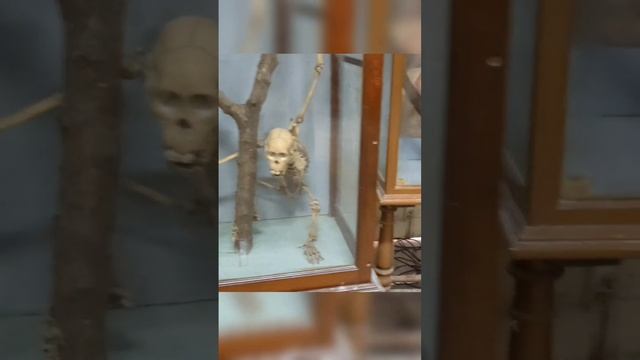 Snake skelton смотреть онлайн