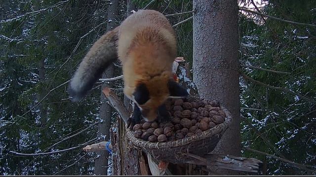 Кормушка 1 и лиса. Feeder and Fox. смотреть онлайн