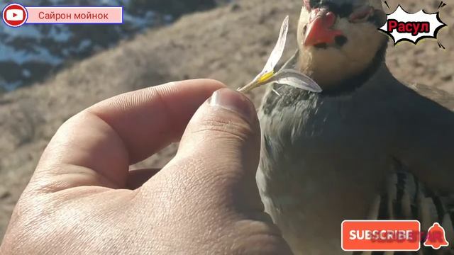 Кеклик кабг Куропатка Охота 3-февраль #Абдурасул_Давлятов смотреть онлайн