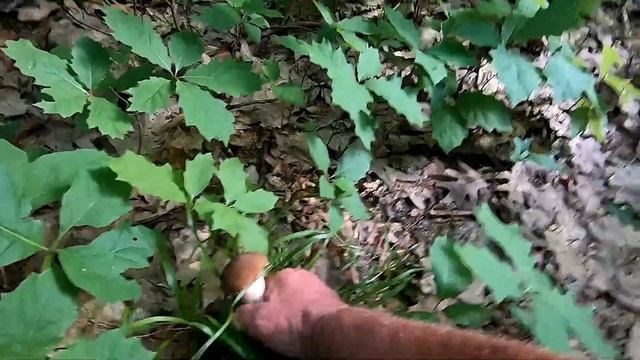 Скочили на годинку в шостій вечора по Білі Гриби