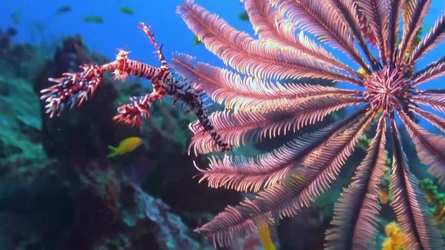 Creatures of the Sea - Insanely Ornate Ghost Pipe Fish смотреть онлайн