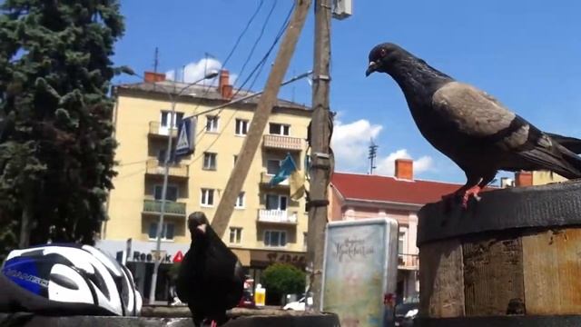 Бандерівські голуби тероризують мирних відпочиваючих в Івано-Франківську))) смотреть онлайн