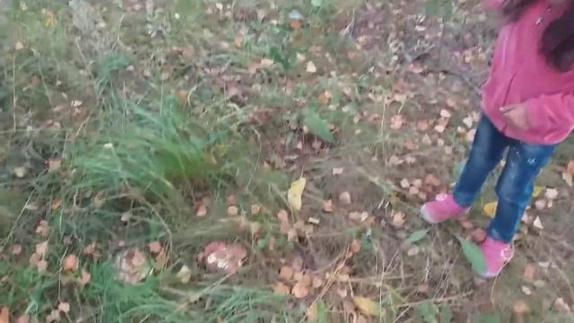 Арианна ищет грибов ☺️