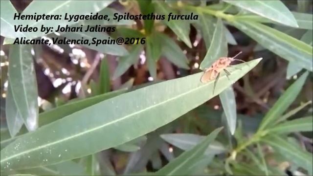 Hemiptera: Lygaeidae, Spilostethus furcula смотреть онлайн