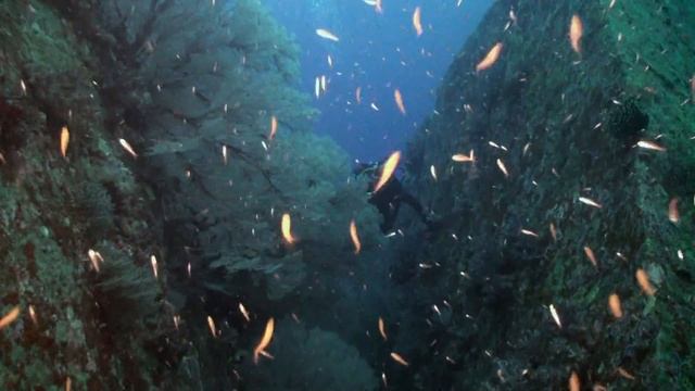 Similans The Dome of Doom Diving Thailand Underwater video смотреть онлайн
