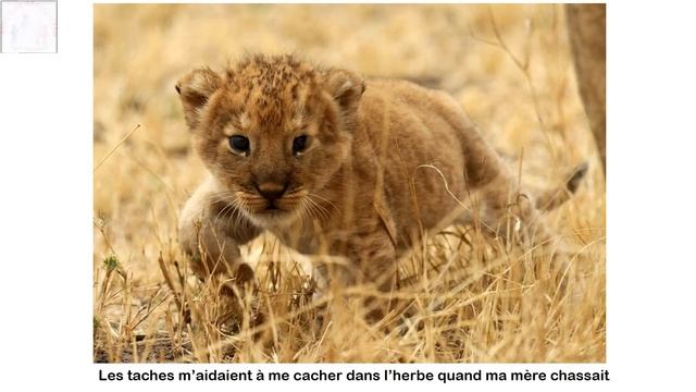 Lionceau смотреть онлайн