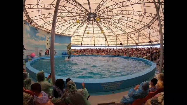Phuket Dolphin Show смотреть онлайн