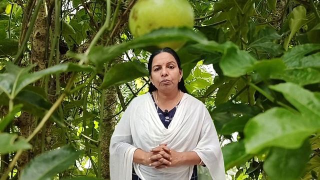 കുരുമുളകിനെ ബാധിക്കുന്ന രോഗങ്ങൾ (Black Pepper diseases ) смотреть онлайн