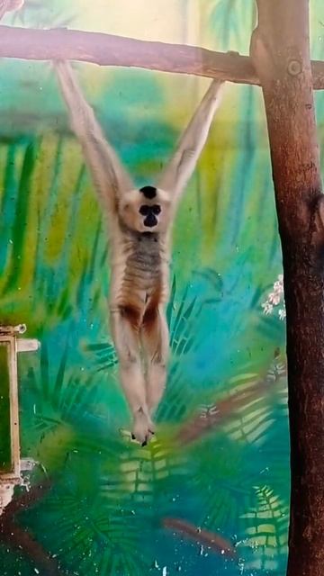 Gibbon 🙈🙉🙊 #shorts #gibbon #fun #monkey смотреть онлайн