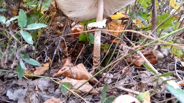 Подберезовик и гриб зонтик