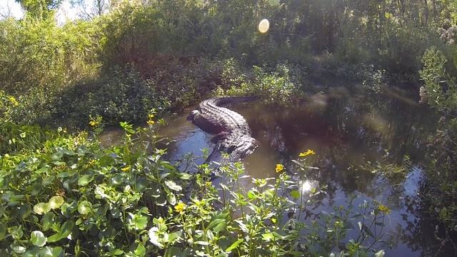 joe,andrew and robby and the 1000 lb alligator trapper смотреть онлайн