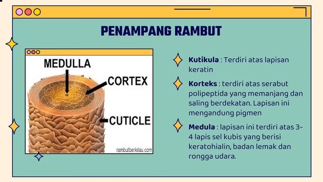 ADNEKSA KULIT DAN MIKROBIOLOGI KULIT смотреть онлайн