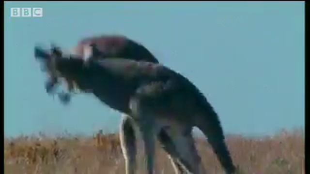 Kangaroo Etiquette | BBC Studios смотреть онлайн