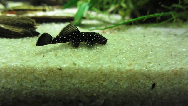 Ancistrus Dolichopterus - L 183