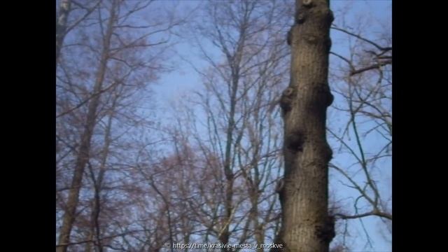 Белка прыгает по деревьям смотреть онлайн