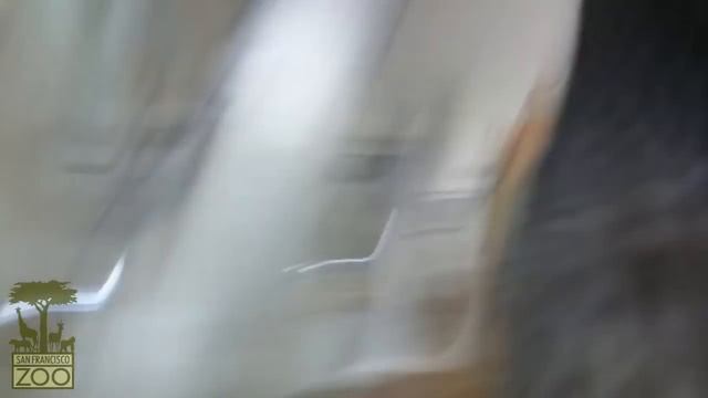 Penguin Knocks Over Camera смотреть онлайн