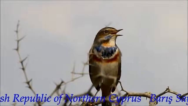 Bluethroat - Mavigerdan / KKTC çekimi смотреть онлайн