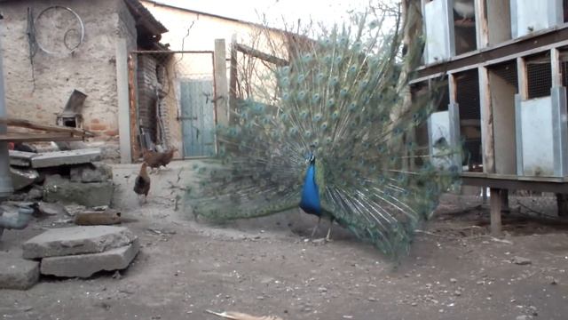 PAVO CRISTATUS смотреть онлайн