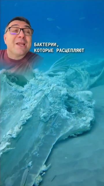 Что происходит с китами после смерти?? смотреть онлайн