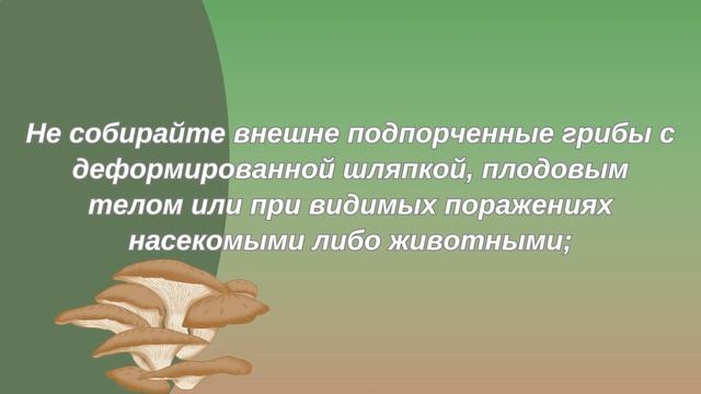 Видеоролик по профилактике отравлений грибами в быту" смотреть онлайн