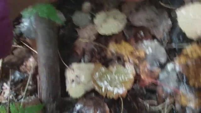 2023 подосиновик 1 штука смотреть онлайн