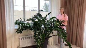 Замиокулькас - домашний уход.