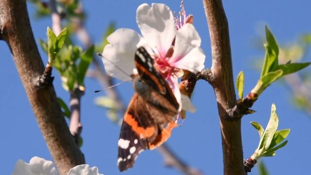 Не пропусти свою весну... смотреть онлайн