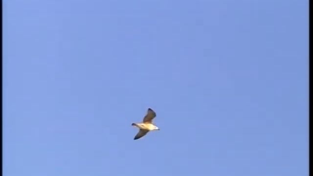 Зркало науки EWDTS11 Часть 2-1.mpg смотреть онлайн