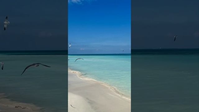Расскажите, птицы. смотреть онлайн