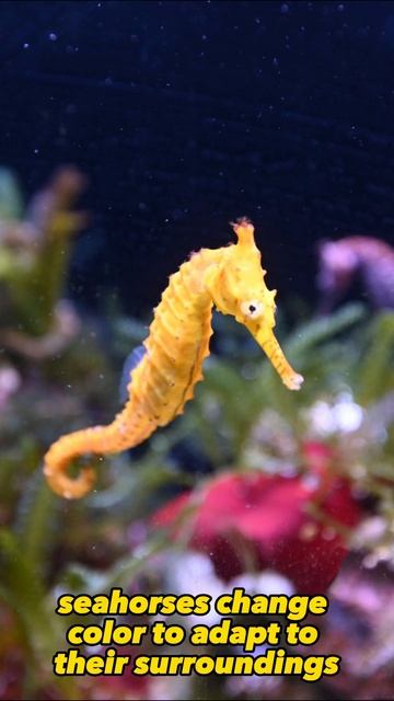 Here are crazy facts about SEAHORSES!🤪 смотреть онлайн