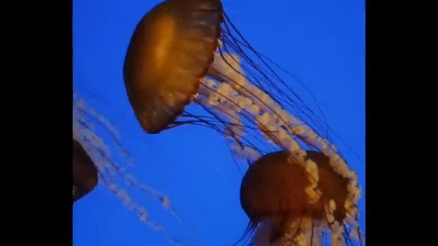 Georgia Aquarium Photos смотреть онлайн