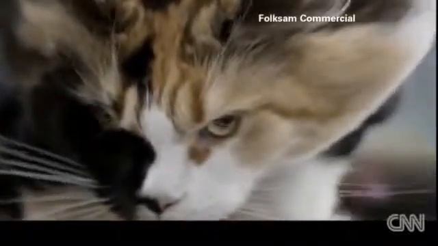 Самые смешные и прикольные кошки смотреть онлайн