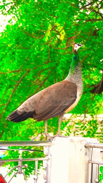 Beautiful peacock 🦚 cinematicvideo | 4k video #photography #a6100 #cinematography #viral #shortvide смотреть онлайн