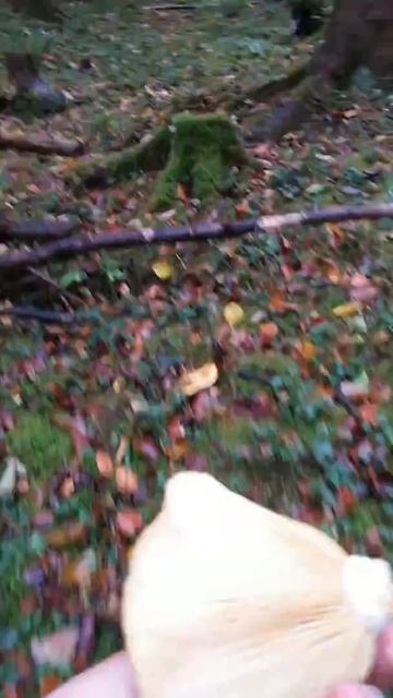 Швейцария в грибах