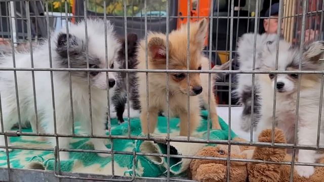 Dog market. Pedigree dogs. Dog market in Odessa Ukraine. Purebred puppies смотреть онлайн