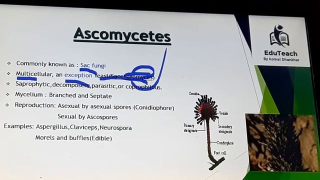 KINGDOM FUNGI 4 CATEGORIES | EduTeach By Komal Dhankhar