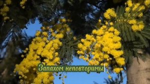 Лидия Журавлева. До чего люблю мимозы!