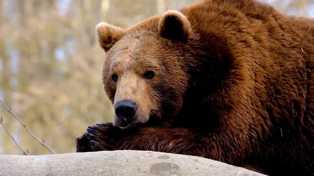 5 РАСПРОСТРАНЁННЫХ МИФОВ, О КОТОРЫХ ПОРА ЗАБЫТЬ смотреть онлайн