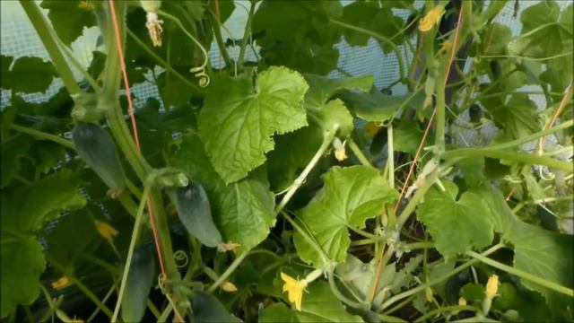 Огородничество. Выпуск #34 - Почему ОГУРЦЫ Растут КРЮЧКОМ? Причины и Решение этой Проблемы!