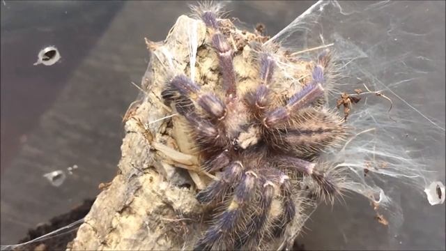 🕷Poeciloteria metallika feeding🕷 Gooty Sapphire Ornamental смотреть онлайн