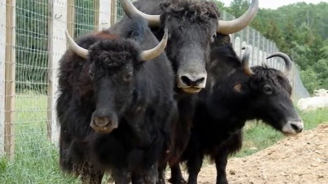 Як Yak смотреть онлайн