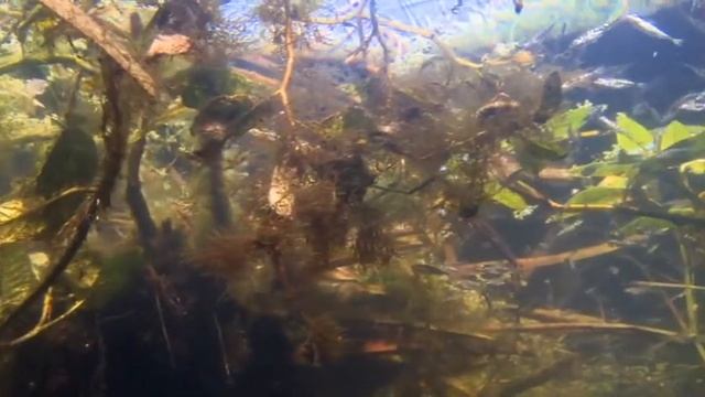 Dozens of young three-spined stickleback riparian vegetation 🔴 смотреть онлайн