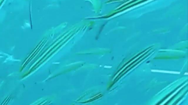 יDiving Safari Sharm el Sheikh- EGYPT 2 смотреть онлайн