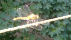 к чему в дом залетает стрекоза? (примета)