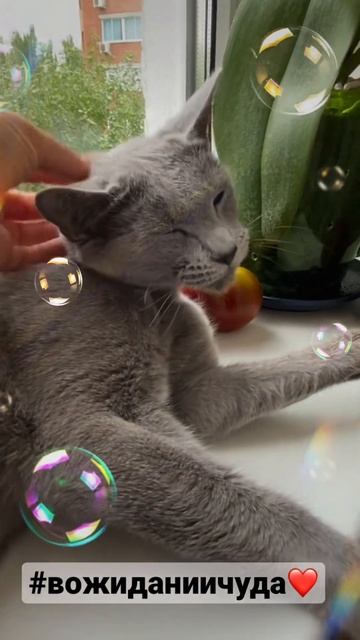 Русские голубые котята питомник Ruzara смотреть онлайн